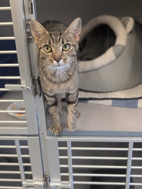 SUSHI - Domestic Short Hair available for adoption