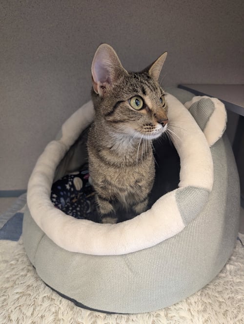 SUSHI - Domestic Short Hair available for adoption