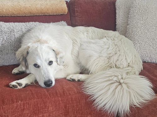 GALLOP - Great Pyrenees available for adoption