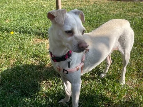 EMMA - Chihuahua available for adoption