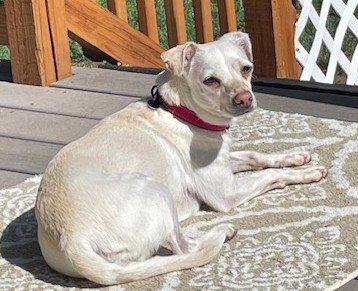EMMA - Chihuahua available for adoption