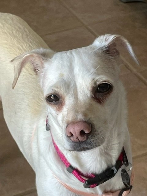 EMMA - Chihuahua available for adoption