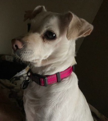 EMMA - Chihuahua available for adoption