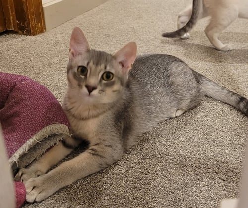 GRAPE - Domestic Short Hair available for adoption