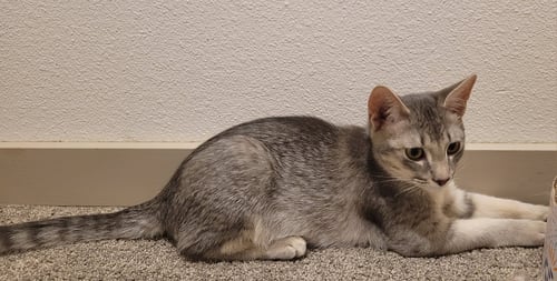 GRAPE - Domestic Short Hair available for adoption