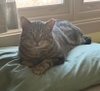 APOLLO - Domestic Short Hair available for adoption