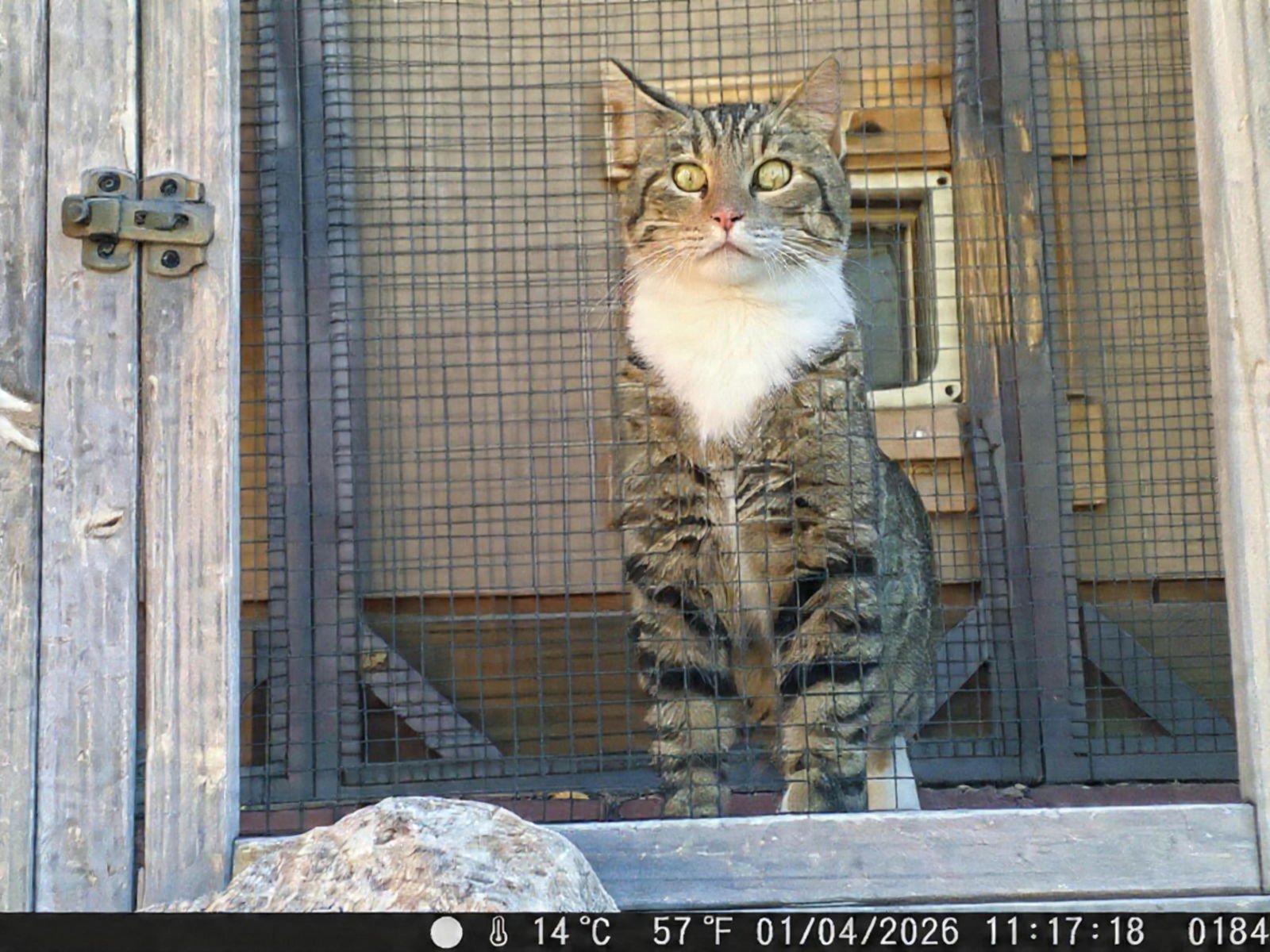 ANDE - Domestic Short Hair available for adoption