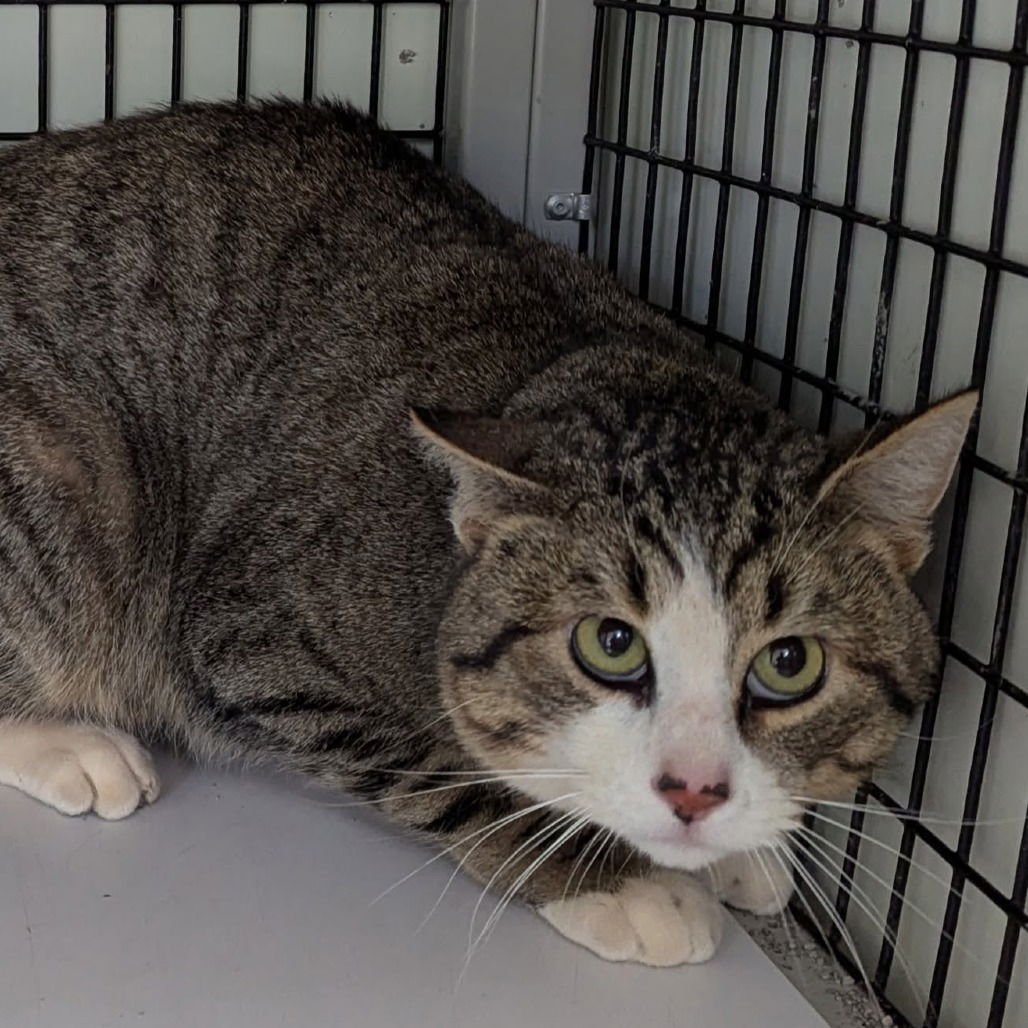 ANDE - Domestic Short Hair available for adoption