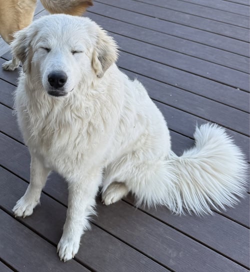 BELLY - Great Pyrenees available for adoption