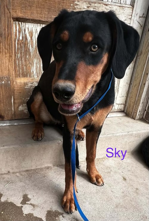 LORETTA - Doberman Pinscher / Rottweiler available for adoption