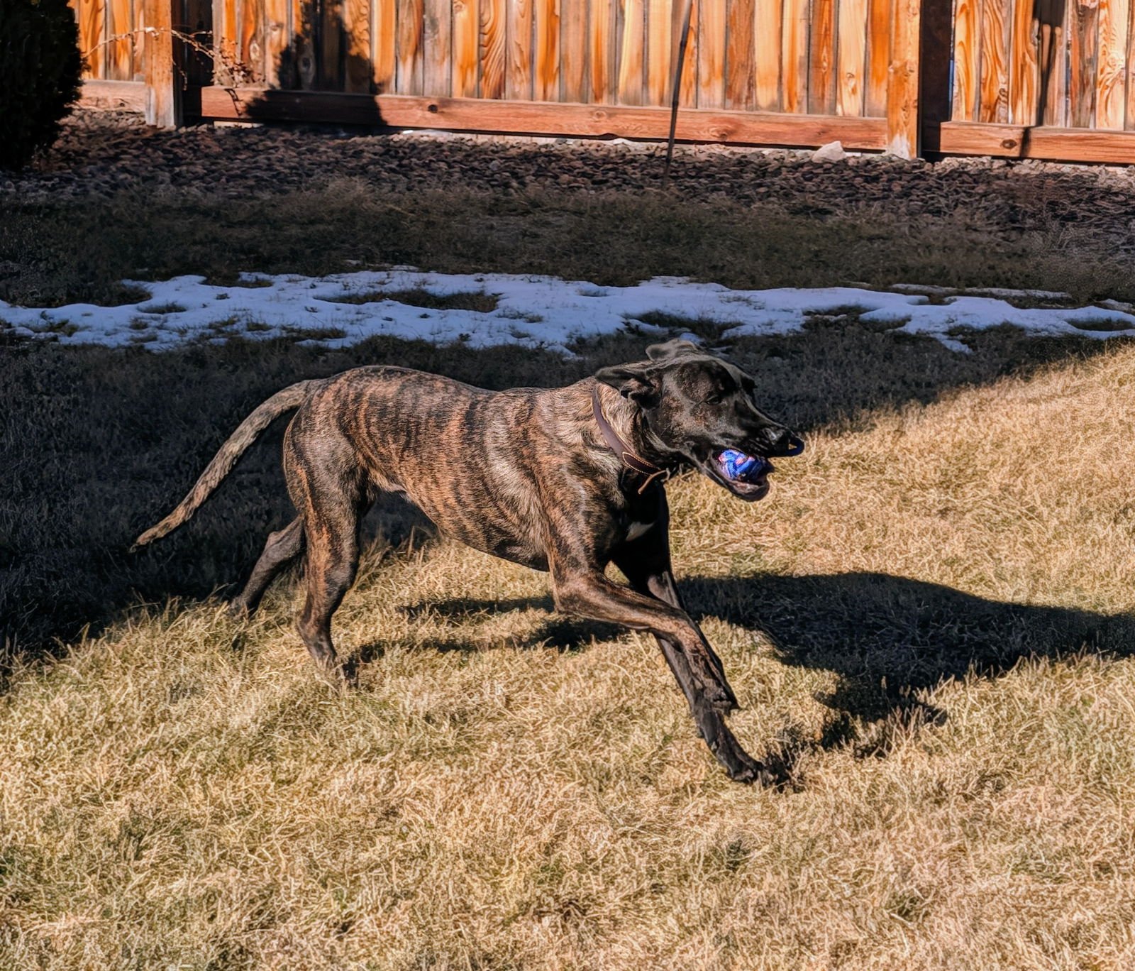 IRIS - Labrador Retriever available for adoption