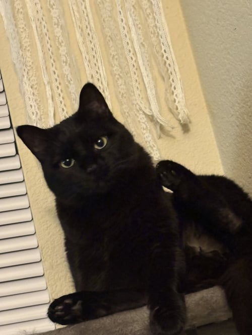BOO BOO KITTY - Domestic Short Hair available for adoption