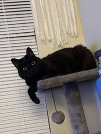 Boo Boo Kitty - Photo 2