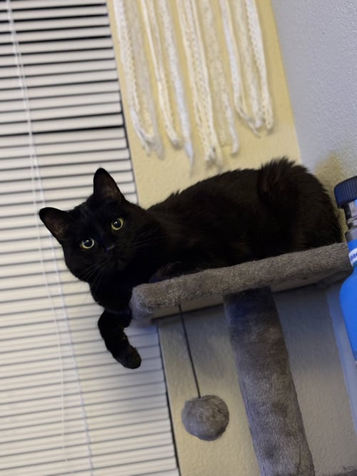 BOO BOO KITTY - Domestic Short Hair available for adoption