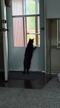 Boo Boo Kitty - Photo 3