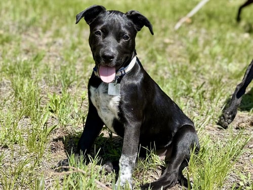 LEO - Labrador Retriever / Pit Bull Terrier available for adoption