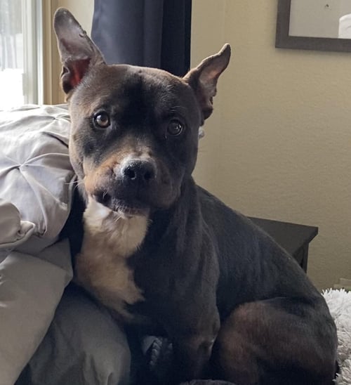 BAD, BAD LEROY BROWN COURTESYY LISTING - Pit Bull Terrier available for adoption