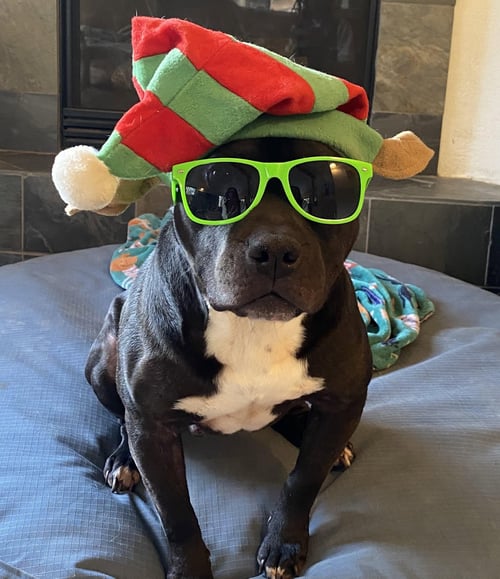 BAD, BAD LEROY BROWN COURTESYY LISTING - Pit Bull Terrier available for adoption