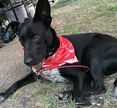 MOLLY - Australian Cattle Dog/Blue Heeler available for adoption