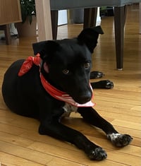 Molly Cattle Dog/Shep - Photo 9