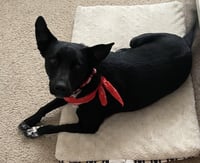 Molly - Photo 3