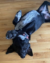 Molly - Photo 4