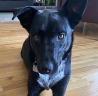 Molly Cattle Dog/Shep - Photo 6