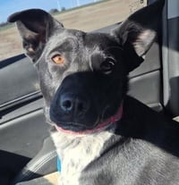 Molly Cattle Dog/Shep - Photo 13