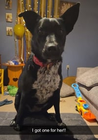 Molly Cattle Dog/Shep - Photo 14