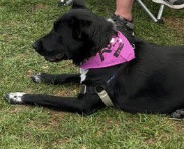 MOLLY CATTLE DOG/SHEP - Australian Cattle Dog/Blue Heeler available for adoption
