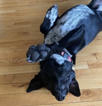 Molly - Photo 9