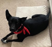 Molly - Photo 10