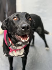 Molly Cattle Dog/Shep - Photo 4