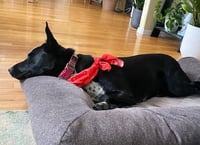 Molly Cattle Dog/Shep - Photo 12