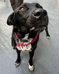 Molly Cattle Dog/Shep - Photo 5