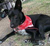 Molly Cattle Dog/Shep - Photo 8