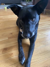 Molly Cattle Dog/Shep - Photo 10