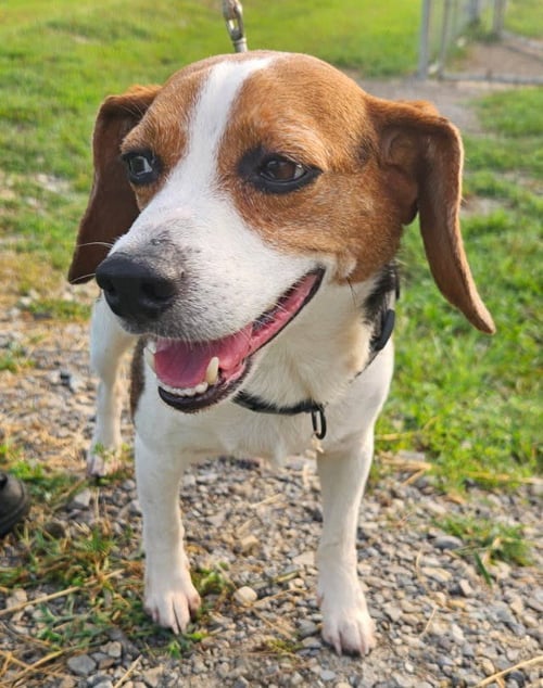 BUCK - Beagle available for adoption