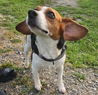 Buck - Photo 7