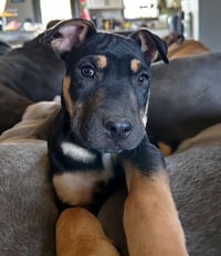 Asher - Photo 1