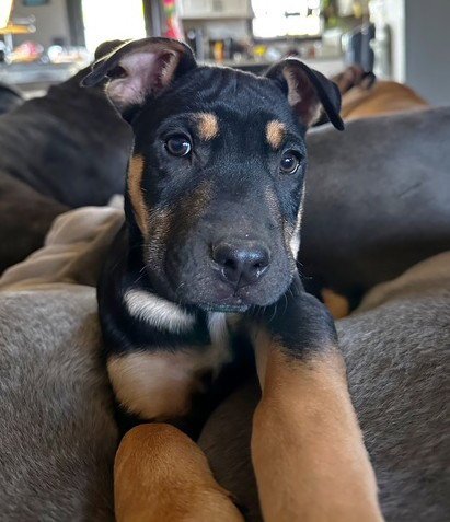 ASHER - Pit Bull Terrier available for adoption