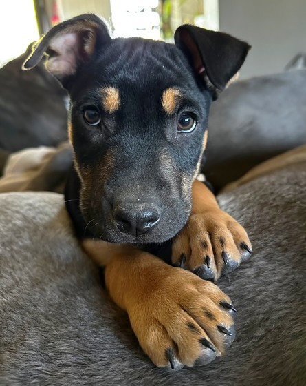 ASHER - Pit Bull Terrier available for adoption