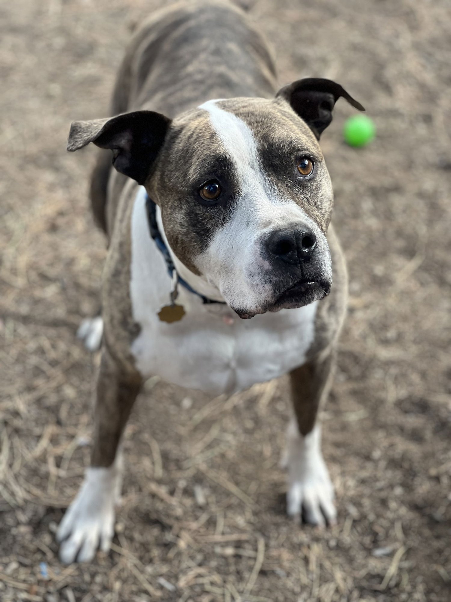 ARIES COURTESY LISTING - Pit Bull Terrier available for adoption