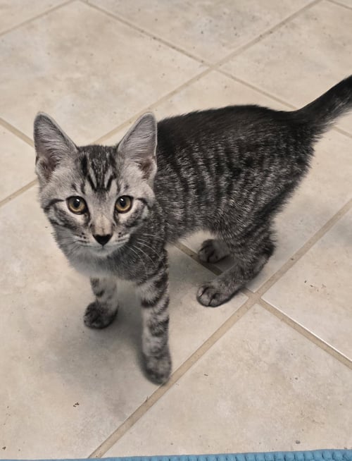 OCTAVIUS - Domestic Short Hair for adoption in Boulder