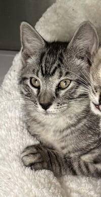 Octavius - Photo 2