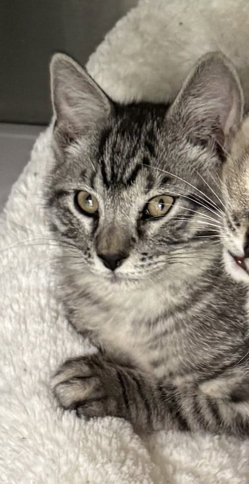 OCTAVIUS - Domestic Short Hair available for adoption