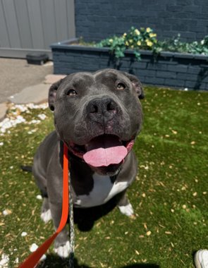 STELLA COURTESY LISTING - Pit Bull Terrier available for adoption