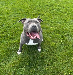 STELLA COURTESY LISTING - Pit Bull Terrier available for adoption