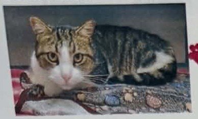 BOOTS - Domestic Short Hair for adoption in Boulder