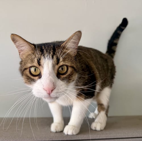 BOOTS - Domestic Short Hair available for adoption